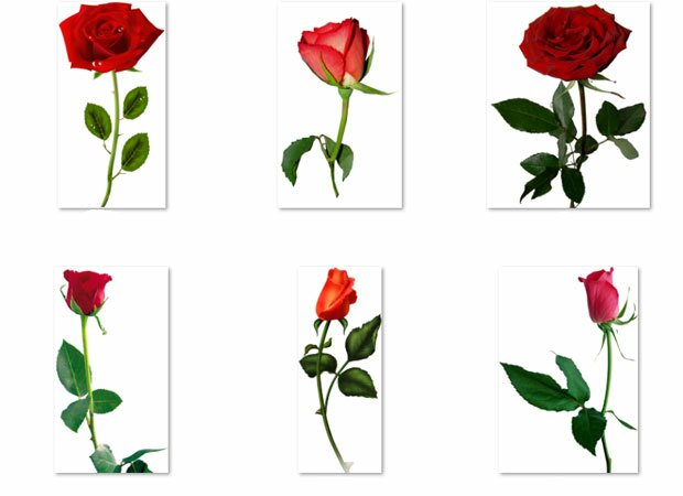 Цветки красных роз