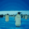 Все о пингвинах - презентация