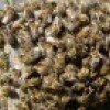 Пчелы на пасеке