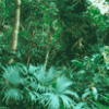 Тропический лес - презентация