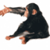 Приматы обезьяны - презентация