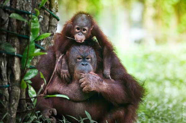 Орангутанг с детенышем