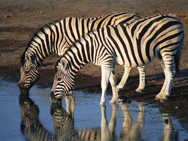 Зебры у водопоя
